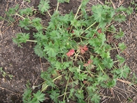 ova Gussonea-Geraneum sanguineum 20110529 191